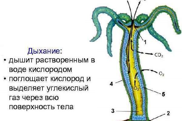 Забыл пароль кракен